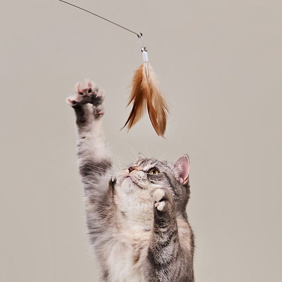 ペスルーム お出かけ・お散歩 ティーザートイセット